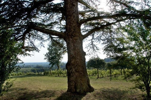 مبيت وإفطار كاديلاك Chateau Fauchey المظهر الخارجي الصورة